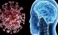 امکان حمله مستقیم ویروس کرونا به مغز