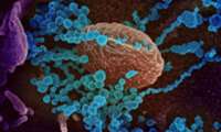 پژوهشگران در تلاش برای پیشگیری از ورود ویروس کرونا به سلول