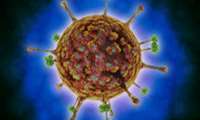 شناسایی ویروس جدید در چین با نام لانگیا