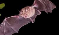 کشف ویروس‌های جدید و خطرناک در خفاش‌های چین که قابل‌انتقال به انسان هستند