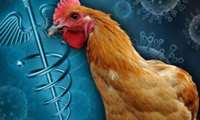 شیوع آنفلوانزای پرندگان سویه H5N8 در عربستان