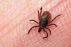 کلیپ آموزش همگانی سندرم تب و خونریزی